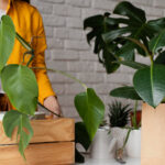 Eco-friendly retail store in California using sustainable practices